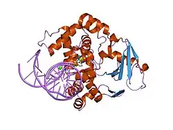 1n3c: Structural and biochemical exploration of a critical amino acid in human 8-oxoguanine glycosylase