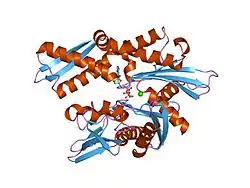 1ngi: STRUCTURAL BASIS OF THE 70-KILODALTON HEAT SHOCK COGNATE PROTEIN ATP HYDROLYTIC ACTIVITY, II. STRUCTURE OF THE ACTIVE SITE WITH ADP OR ATP BOUND TO WILD TYPE AND MUTANT ATPASE FRAGMENT
