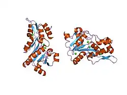 1nnl: Crystal structure of Human Phosphoserine Phosphatase