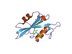 1o47: CRYSTAL STRUCTURE OF SH2 IN COMPLEX WITH RU82209.