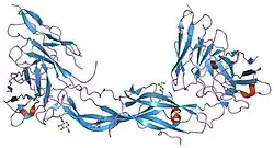 1qfw: TERNARY COMPLEX OF HUMAN CHORIONIC GONADOTROPIN WITH FV ANTI ALPHA SUBUNIT AND FV ANTI BETA SUBUNIT