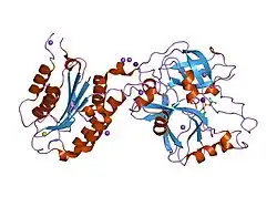 1rs0: Crystal Structure Analysis of the Bb segment of Factor B complexed with Di-isopropyl-phosphate (DIP)