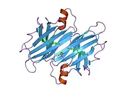 1tt6: The orthorhombic crystal structure of transthyretin in complex with diethylstilbestrol