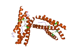 1vzj: STRUCTURE OF THE TETRAMERIZATION DOMAIN OF ACETYLCHOLINESTERASE: FOUR-FOLD INTERACTION OF A WWW MOTIF WITH A LEFT-HANDED POLYPROLINE HELIX