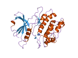 1wvw: Crystal structures of kinase domain of DAP kinase in complex with small molecular inhibitors