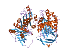 1xu8: The 2.8 A structure of a tumour suppressing serpin
