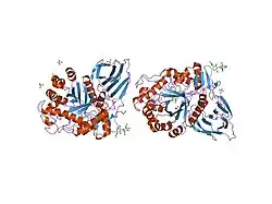 1y7v: X-ray structure of human acid-beta-glucosidase covalently bound to conduritol B epoxide