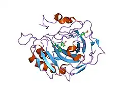 1ze8: Carbonic anhydrase II in complex with a membrane-impermeant sulfonamide inhibitor