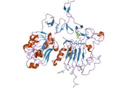 2a91: Crystal structure of ErbB2 domains 1-3
