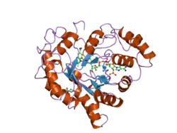 2agt: Aldose Reductase Mutant Leu 300 Pro complexed with Fidarestat