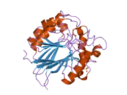 2bq8: CRYSTAL STRUCTURE OF HUMAN PURPLE ACID PHOSPHATASE WITH AN INHIBITORY CONFORMATION OF THE REPRESSION LOOP