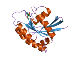 2cld: CRYSTAL STRUCTURE ANALYSIS OF A FLUORESCENT FORM OF H-RAS P21 IN COMPLEX WITH GDP (2)