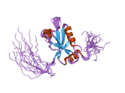 2db5: Solution structure of the first PDZ domain of InaD-like protein