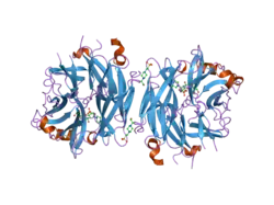 2f29: Crystal Structure of the Human Sialidase Neu2 Q116E Mutant in Complex with DANA Inhibitor