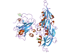 2f83: Crystal structure at 2.9 Angstroms resolution of human plasma coagulation factor XI zymogen