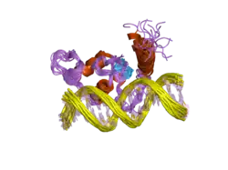 2ff0: Solution Structure of Steroidogenic Factor 1 DNA Binding Domain Bound to its Target Sequence in the Inhibin alpha-subunit Promoter