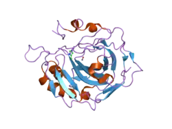 2fnn: Activation of human carbonic anhydrase II by exogenous proton donors