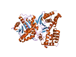 2fy2: Structures of ligand bound human choline acetyltransferase provide insight into regulation of acetylcholine synthesis