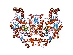 2g6h: Structure of rat nNOS heme domain (BH4 bound) in the reduced form