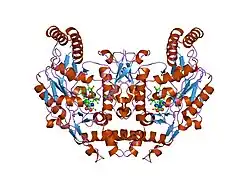 2g6l: Structure of rat nNOS heme domain (BH2 bound) complexed with NO
