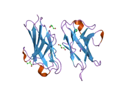 2gk2: Crystal structure of the N terminal domain of human CEACAM1