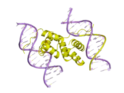 2h1k: Crystal structure of the Pdx1 homeodomain in complex with DNA