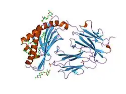 2h26: human CD1b in complex with endogenous phosphatidylcholine and spacer
