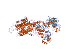 2o9j: Crystal structure of calcium atpase with bound magnesium fluoride and cyclopiazonic acid