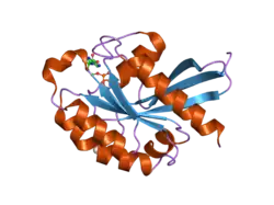 2oil: Crystal structure of human RAB25 in complex with GDP