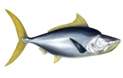 Pachyrhizodus caninus