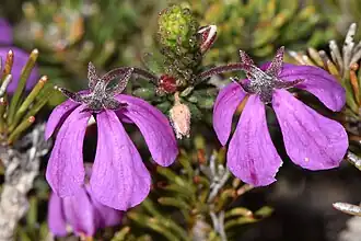 Two Tetratheca confertifolia flowers with characteristic pink petals.