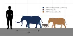 Size comparison of Palaeoloxodon falconeri a dwarf elephant species from Sicily, and one of the smallest elephantids known