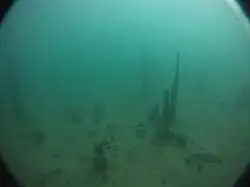 Remains of underwater palafittes, station of Morges, Switzerland, 2011