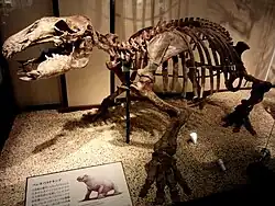 Paleoparadoxia skeleton
