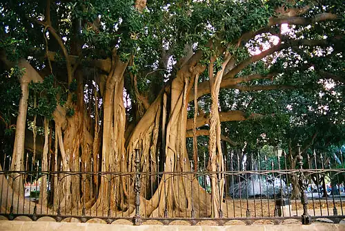A specimen in Piazza Marina (Palermo), one of the largest in Europe. The aerial roots thicken into columns after reaching the ground.