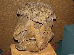 Panochthus skull