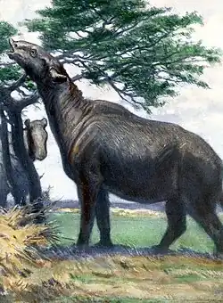 Paraceratherium