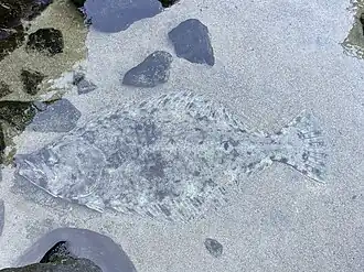 Specimen at Joetsu Aquarium