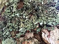 Close-up of Parmelia submontana lichen growing on tree bark, showing its distinctive pale green foliose thallus with narrow, branching lobes.