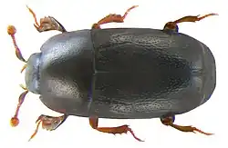 Paromalus parallelepipedus