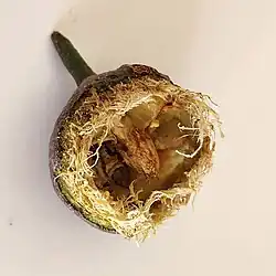 Gumnut chewed open by a Cockatoo and the seeds mostly consumed
