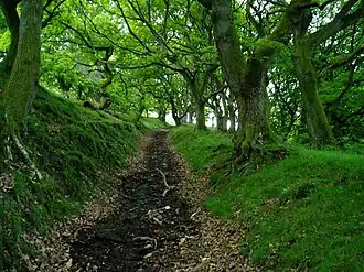 Abergavenny Priory Deer Park