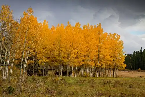 Aspen Trees on the Peak to Peak
