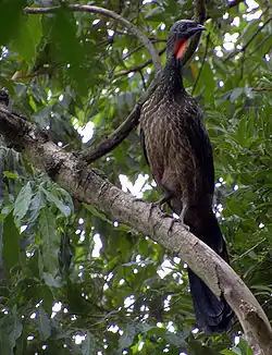 Dusky-legged guan