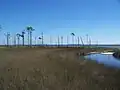 Coastal marsh and woods