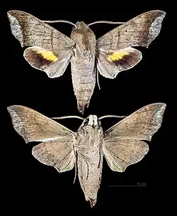 Perigonia lefebvraei