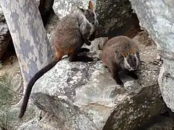 Brown wallabies