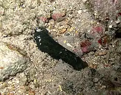 Phanerophthalmus smaragdinus