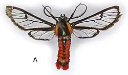 Phoenicoprocta vacillans