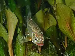 Showing tubercles on head